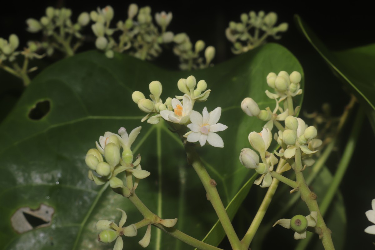 Hernandia nymphaeifolia (C.Presl) Kubitzki